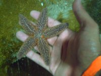 Atlantis Aquarium  9-15-2007 054.jpg