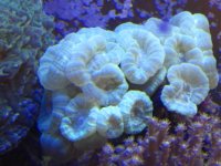 AKWARIUM MORSKIE 032.jpg