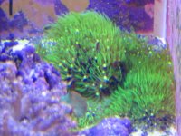 AKWARIUM MORSKIE 028.jpg