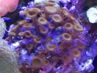 AKWARIUM MORSKIE 026.jpg