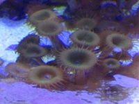 AKWARIUM MORSKIE 027.jpg