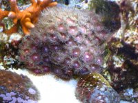 PINKZOAS.jpg PINKZOAS.jpg