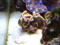 SPIRAL CORAL2.jpg SPIRAL CORAL2.jpg