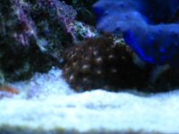 Fish Tank 048.jpg