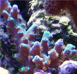 Copy of DSCN0047.JPG