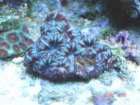 ACAN.jpg