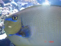 Atlantis Marine world pics 030.jpg