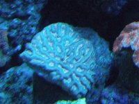mother brain actinic.jpg