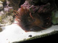 updated reef pics 003.jpg