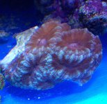 Aussie Acan reds.jpg