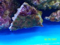 Rainbow acan.jpg