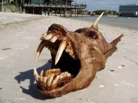 devil fish.jpg