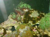 reef pics 002.jpg
