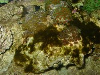 reef pics 003.jpg