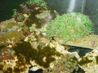reef pics 004.jpg