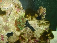 reef pics 005.jpg