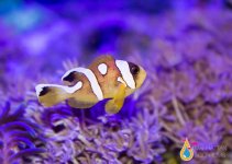 spotcinctus_Clownfish.jpg