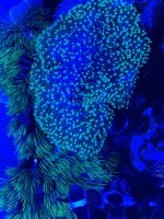 Coral 2.jpeg