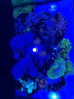 Coral 3.jpeg