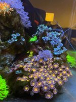 coral 4.jpeg