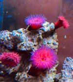 Beadlet anemone 1.jpg