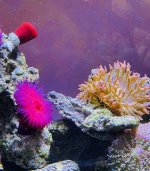 Beadlet anemonee 2.jpg