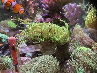 toxic green indo.jpg