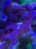 43CC27D7-F028-4382-AC8A-C4ED12CBCDFA.jpeg