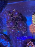 black matter zoas.jpg