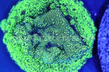 IMG_2983January 27, 2022.jpg