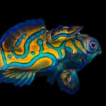 blue-mandarin-goby.jpg