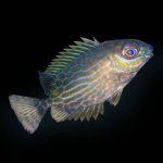 golden-lined-rabbitfish.jpg