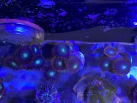 E1B073AA-687A-41A6-BE59-B3EFB70D1459.jpeg