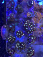 BEE459DC-F3E8-4952-8D71-DD9A7AA06F47.jpeg