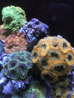 Screen Shot 2022-03-06 at 6.29.51 PM.png