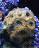 Screen Shot 2022-03-06 at 6.30.23 PM.png