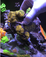 Screen Shot 2022-03-08 at 12.41.59 PM.png