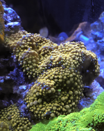 Screen Shot 2022-03-08 at 12.55.44 PM.png