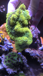 Screen Shot 2022-03-08 at 1.02.57 PM.png