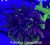 2F50B008-6E96-417B-98A4-051C766B6746.jpeg