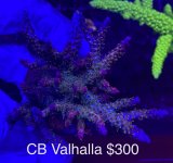 B1B29442-EDCA-4F76-A2A0-BA134DBB7F0E.jpeg