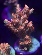 IMG_7968.jpeg