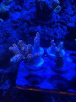71F41402-3E8B-45C5-81E1-2E0CD045B127.jpeg