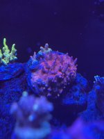 D311ADD0-B50C-473B-8DC1-433EC4248D08.jpeg