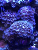 Zoa 1.jpg