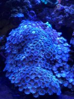 Zoa 4.jpg