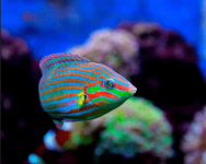 WRASSE.png