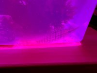 Hawkfish.jpg