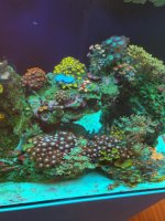 Rasta Zoa Mother Colony.jpg