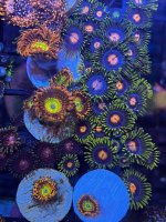 C10DE173-D25F-462B-A152-69BC95B6CCE6.jpeg